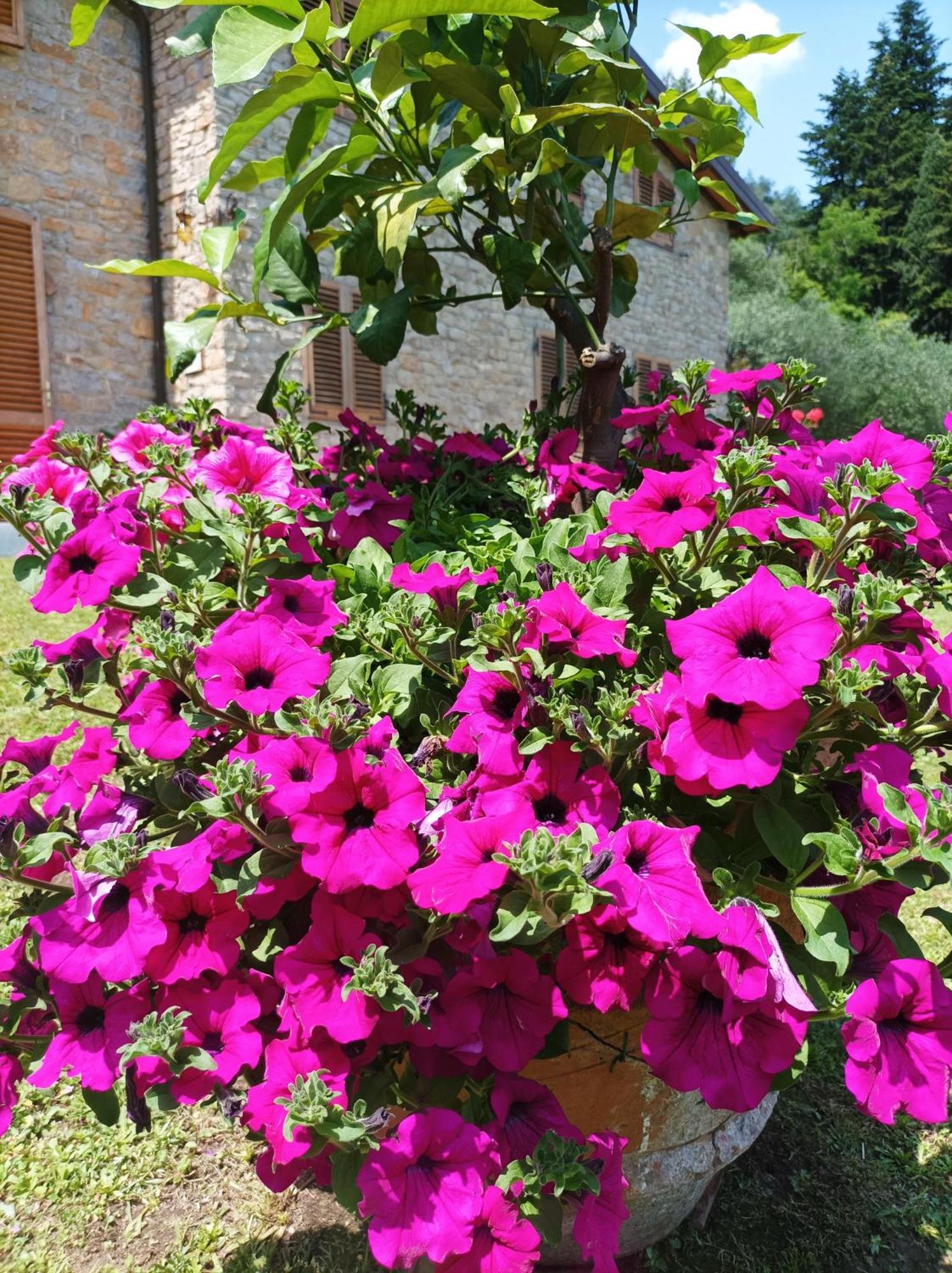 Villa Camelia Tuscany Pescia Kültér fotó