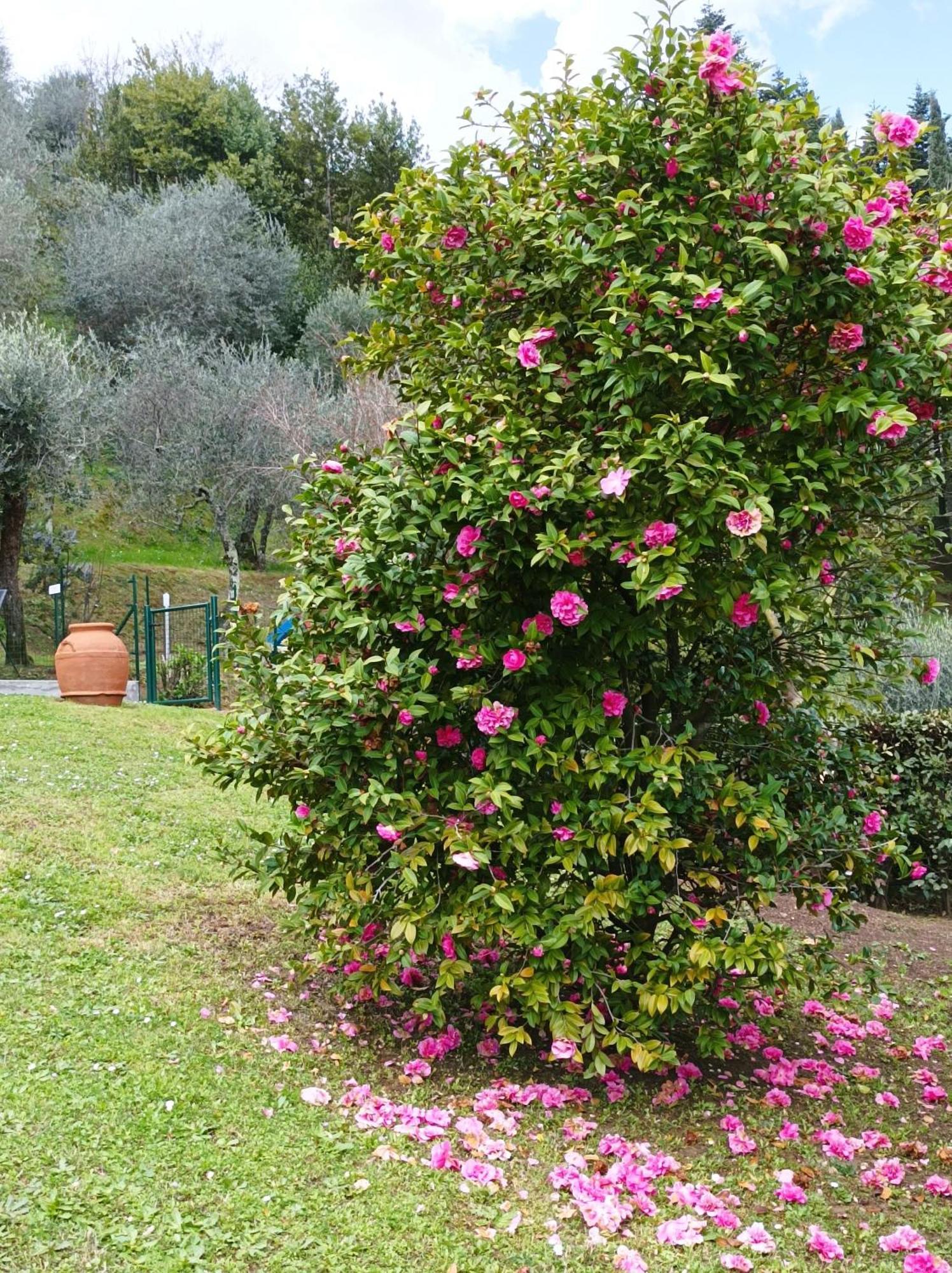 Villa Camelia Tuscany Pescia Kültér fotó